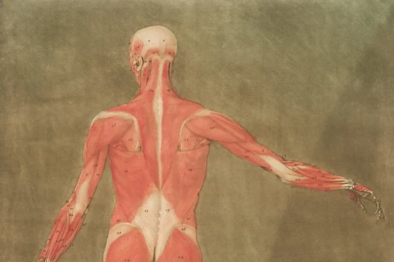 illustation of fascia and muscles of the back